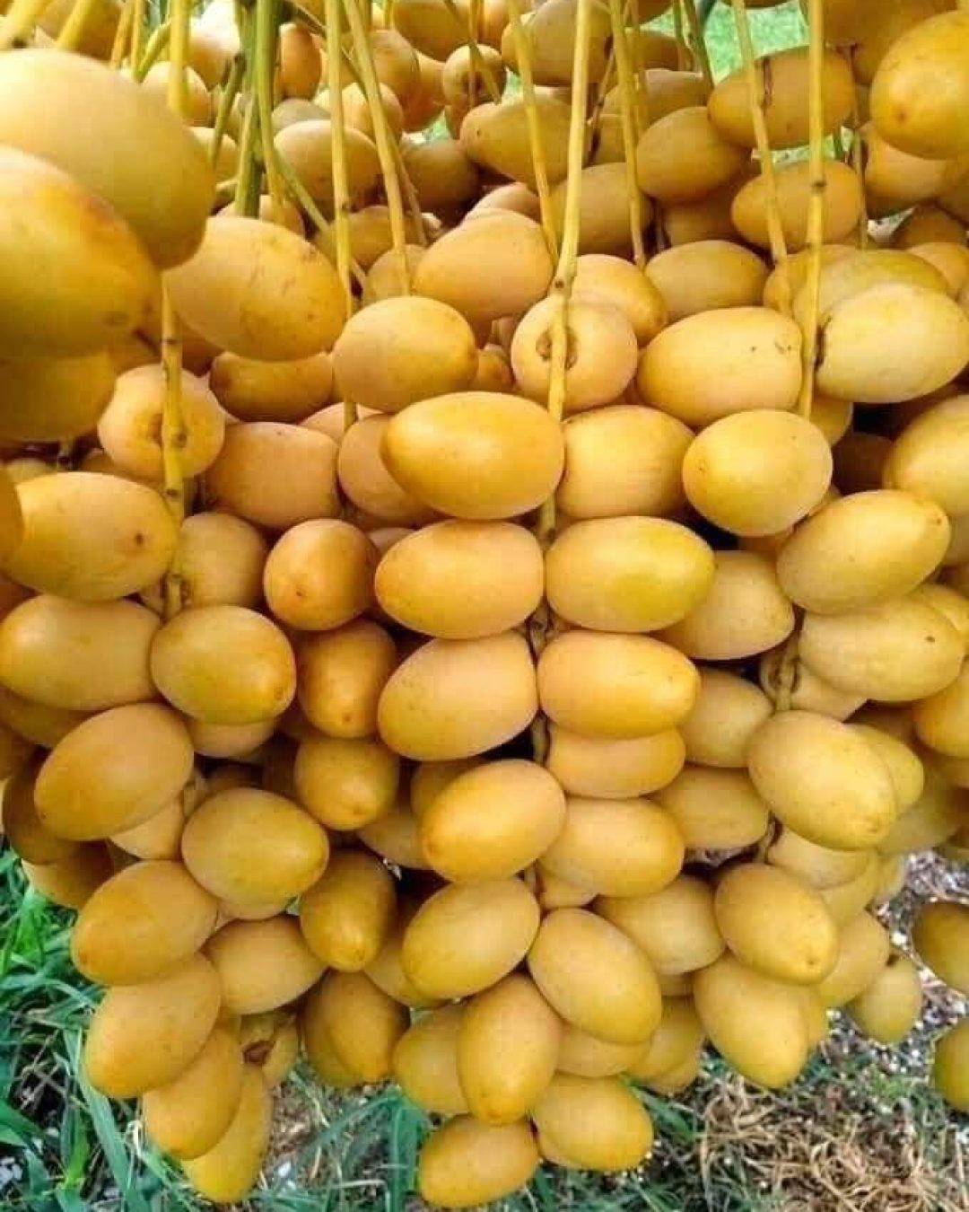 تنزيل (2)
